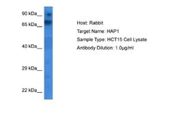HAP1 Rabbit anti-Human, Polyclonal, Novus Biologicals 0.1 mL | Buy Online | Novus Biologicals | Fisher Scientific